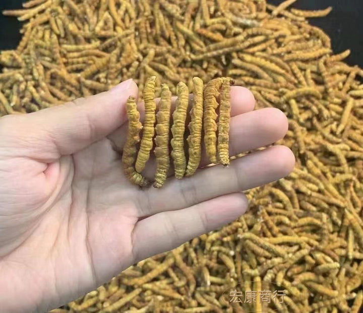 Storing Cordyceps: Moisture, Pests, Odour and Packaging Records reference image for identification and condition review