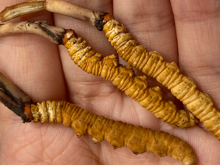 Before Appraising Cordyceps: Origin, Count, Weight and Dryness reference image for identification and condition review