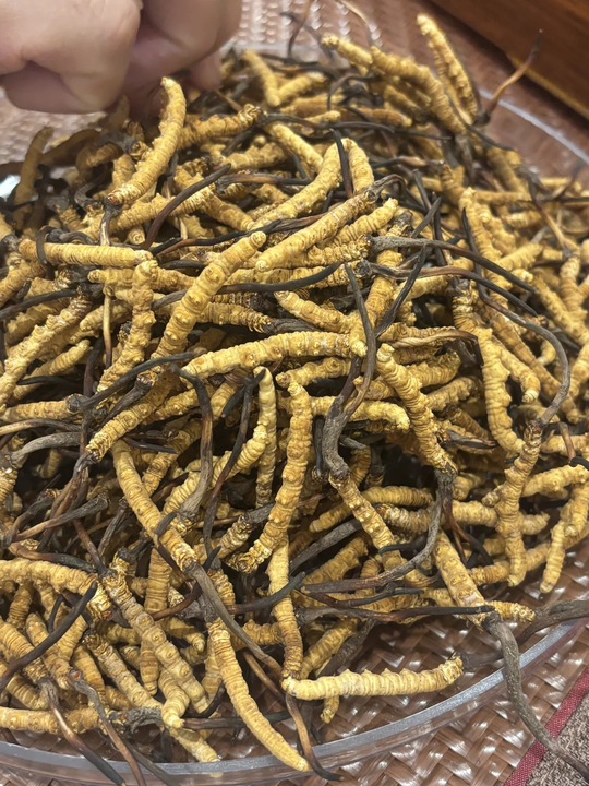 【宏康回收日記】閒置珍品變現記：陳伯的頂級冬蟲夏草