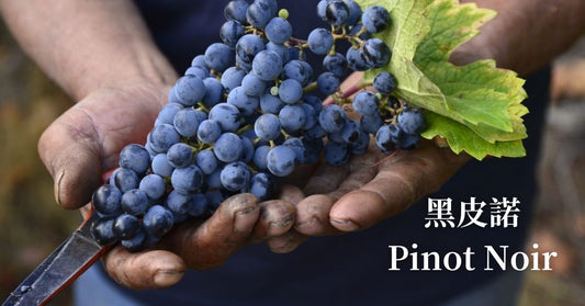 黑皮諾（Pinot Noir）